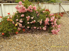 Pink florabunda ... heavy on the bush...