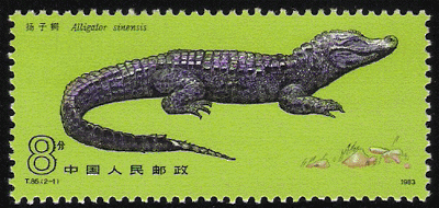 Chinese Alligator (Scott 1851)