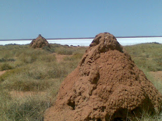 ant hills lake Dora