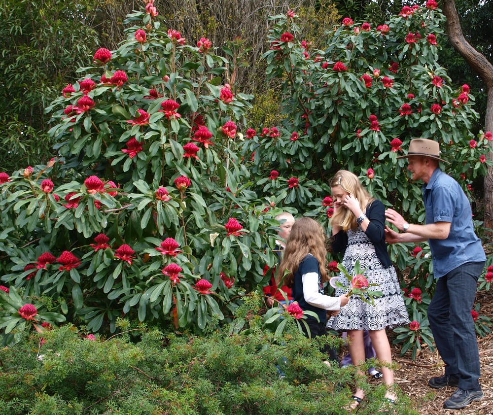 Waratahs, and this time they're red, pink and white