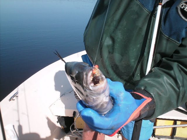 sheepshead with lure