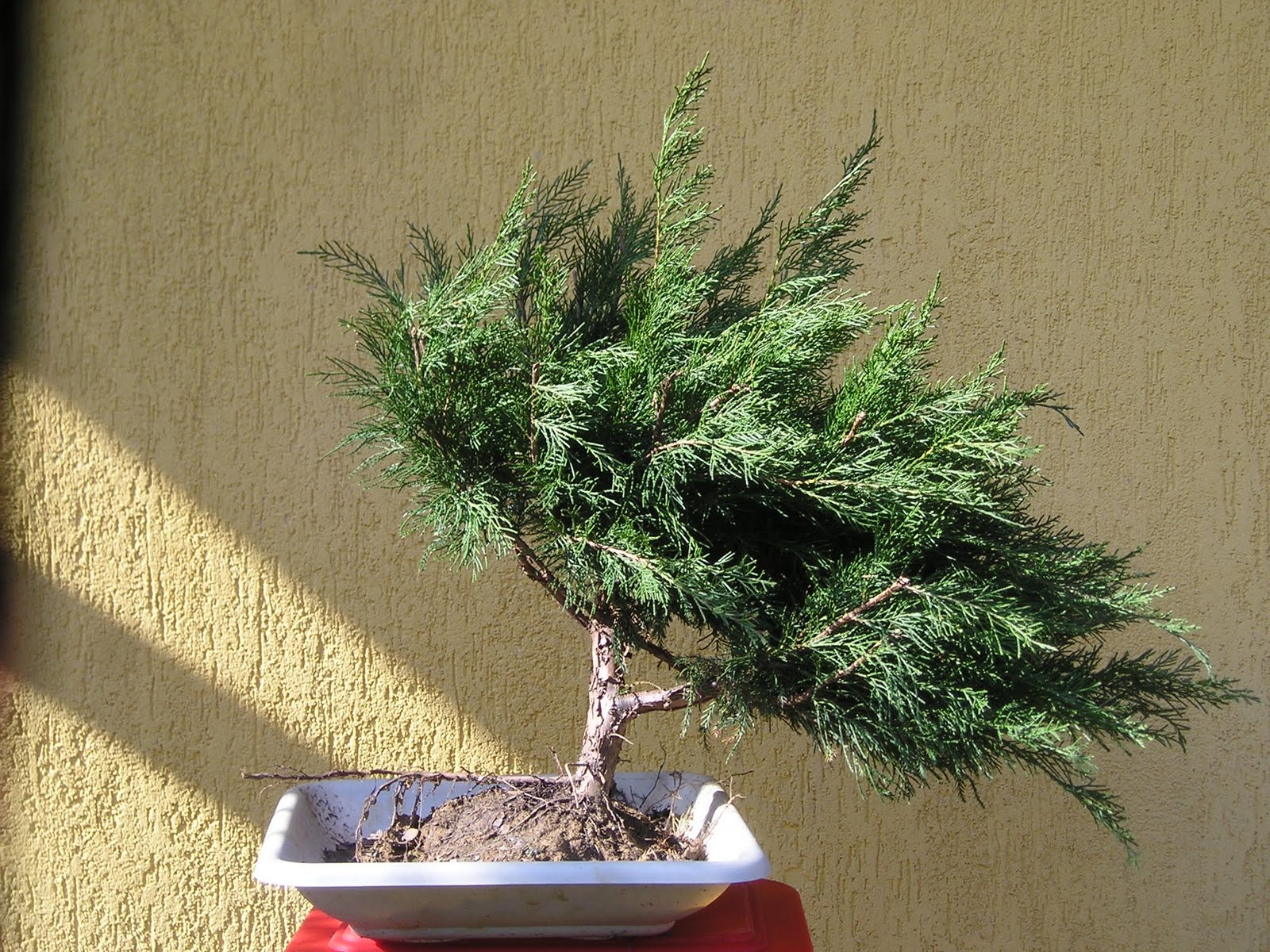 HIRTH BONSAI Juniperus chin Mint Julep 1.