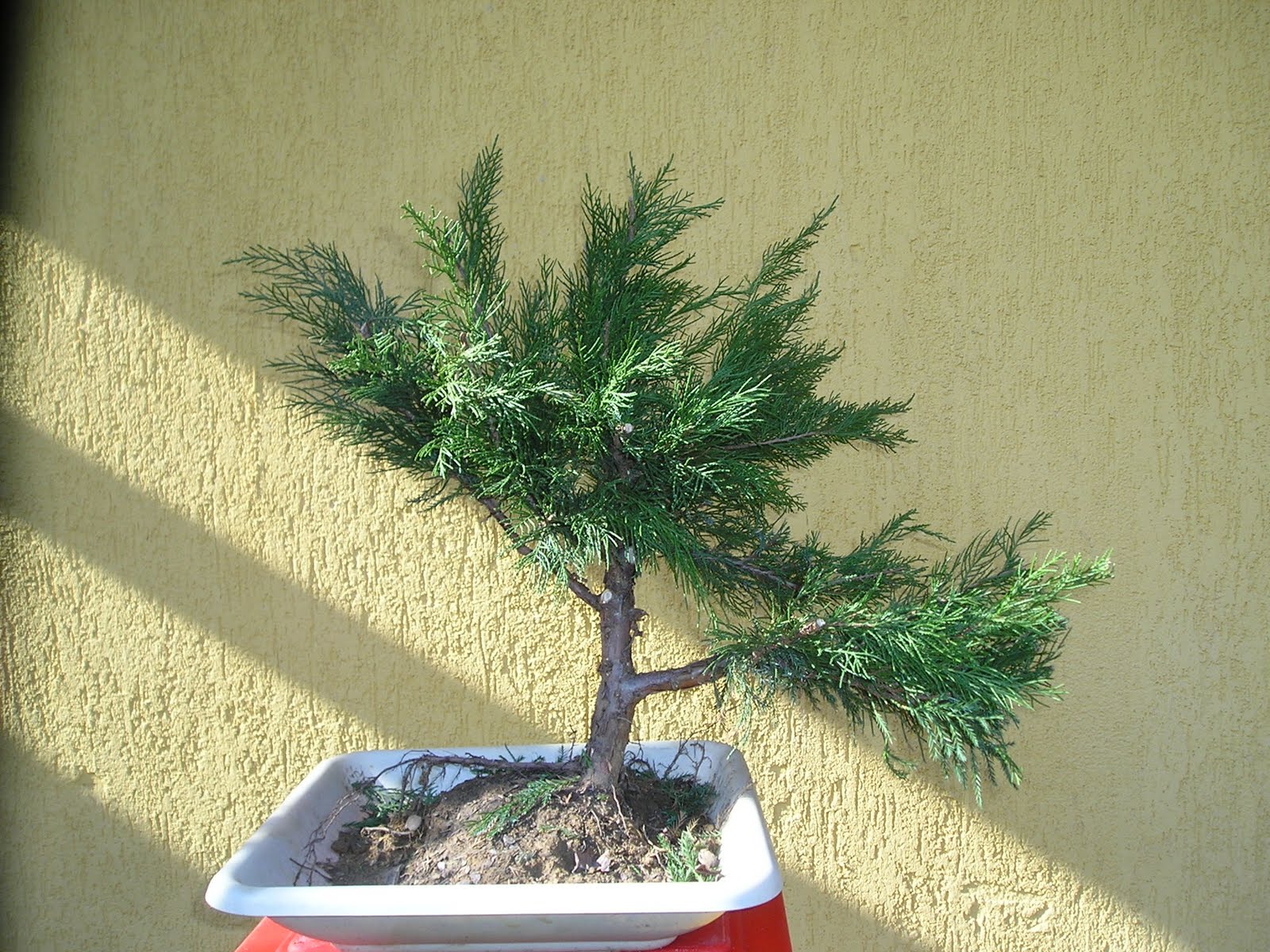 HIRTH BONSAI Juniperus chin Mint Julep 1.