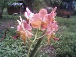 Orchids