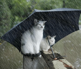 Afficher l'image d'origine