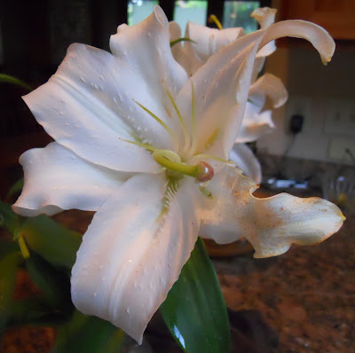 Different Types Of White Lilies - Lilies