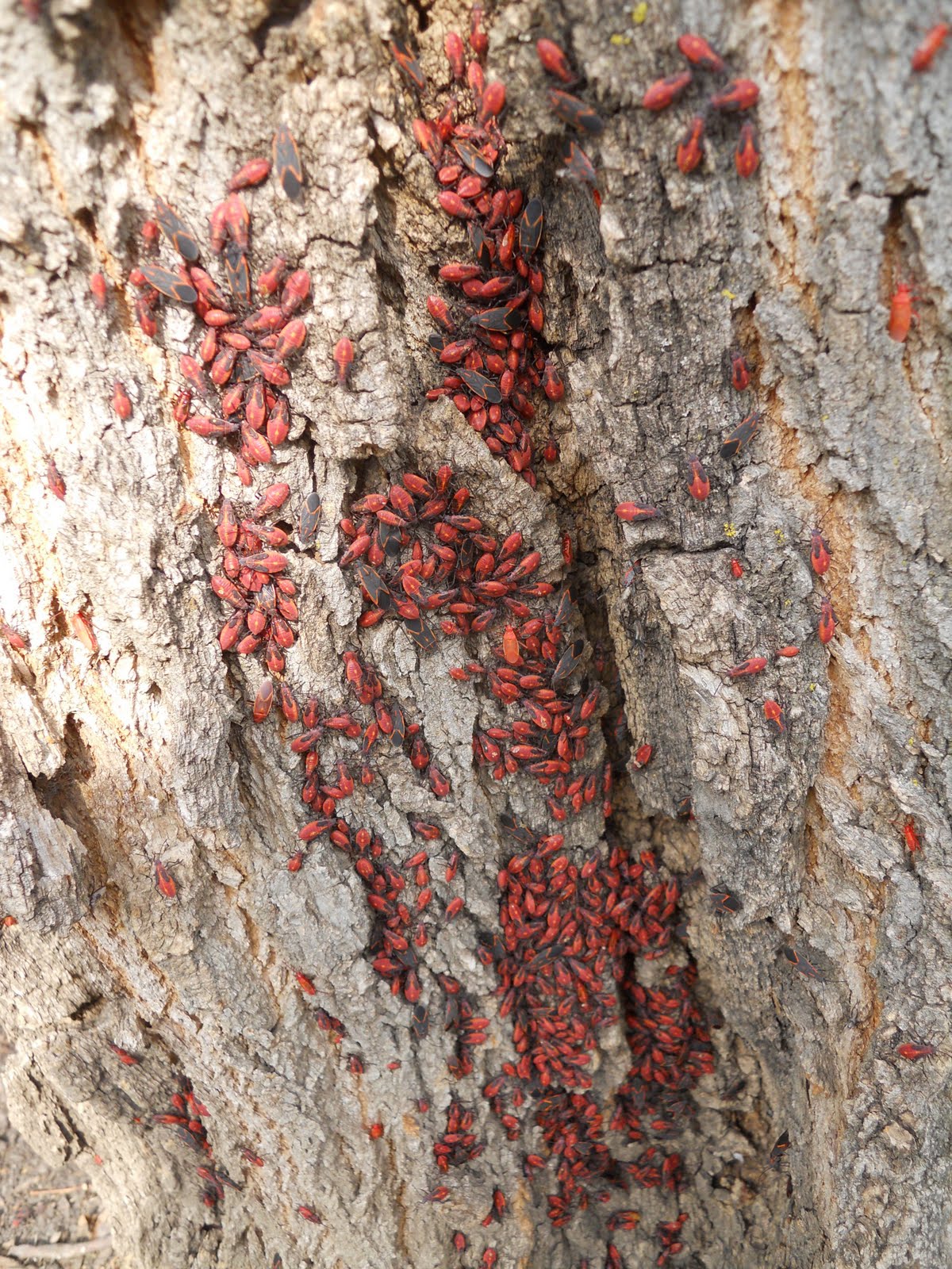 Boxelder Bug Bite