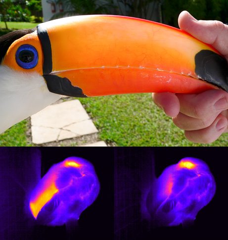 [62_Toucan_Bills.jpeg]