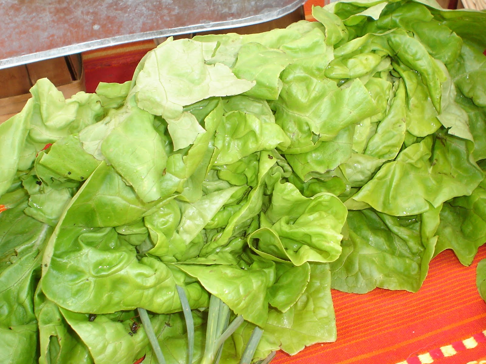 [lettuce.JPG]