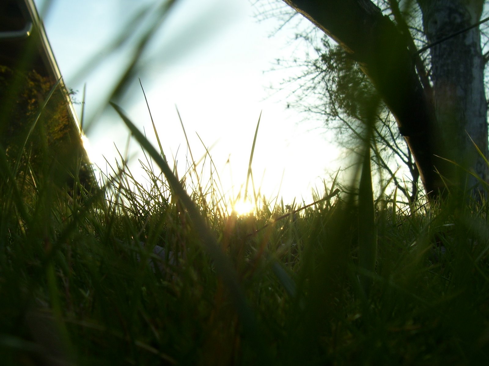 [grass.JPG]