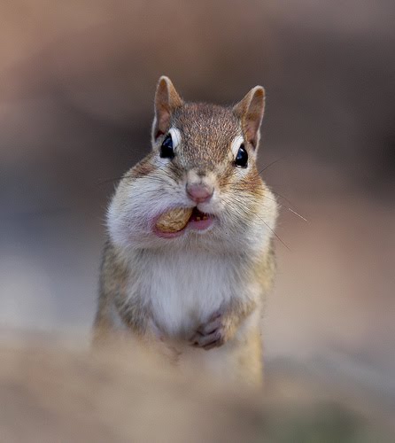 [2440921596_7d209cf8de.jpg]