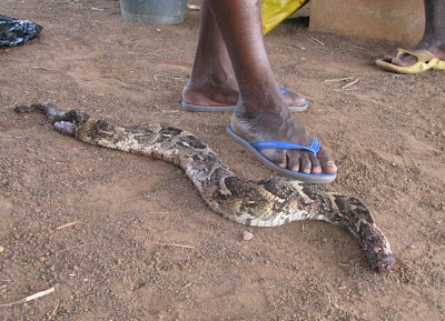 Ghana Snakes