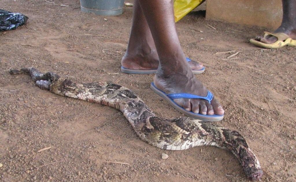 The Yakubu Family Life & Ministry (Northern Ghana) Snakes!