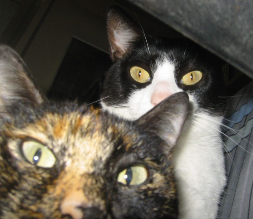 [cats.JPG]
