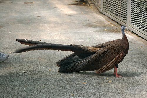 29+ Gambar burung ruai kalimantan terbaru