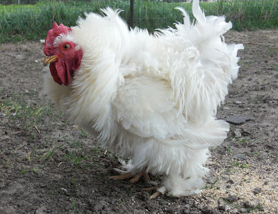 White Cochin Hen