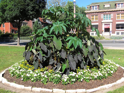 with the Castor Bean Plant