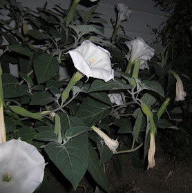 John Abuzz Moonflowers,How Long To Cook Chicken Breast In Oven At 350