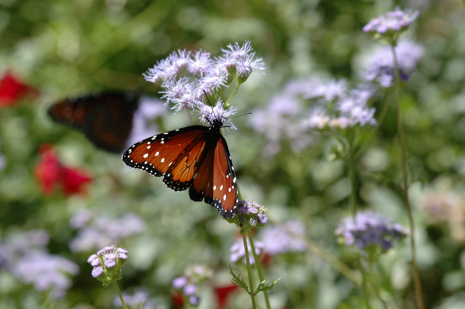 Window on a Texas Wildscape Butterflies!