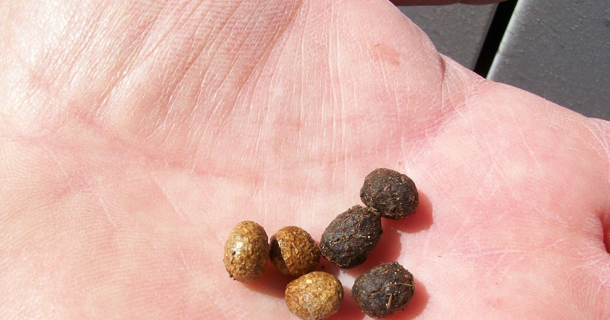 Window on a Texas Wildscape Some poop on poop (aka seed balls)