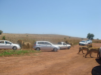 African Safari Photo