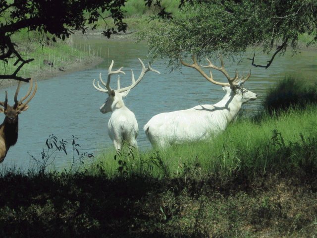 [photos-of-white-tail-deer.jpg]