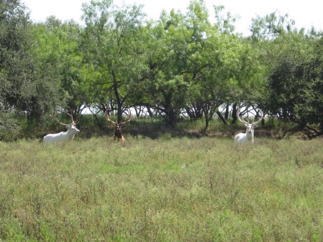 [whitetailed-deer-photos.jpg]