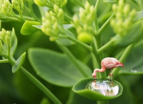 [great-pink-flamingo-photos-art.jpg]