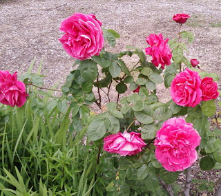 deep pink roses