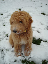 Louie in the Snow