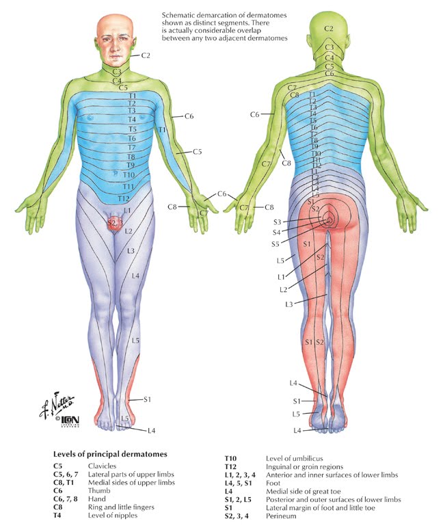 area dermatome