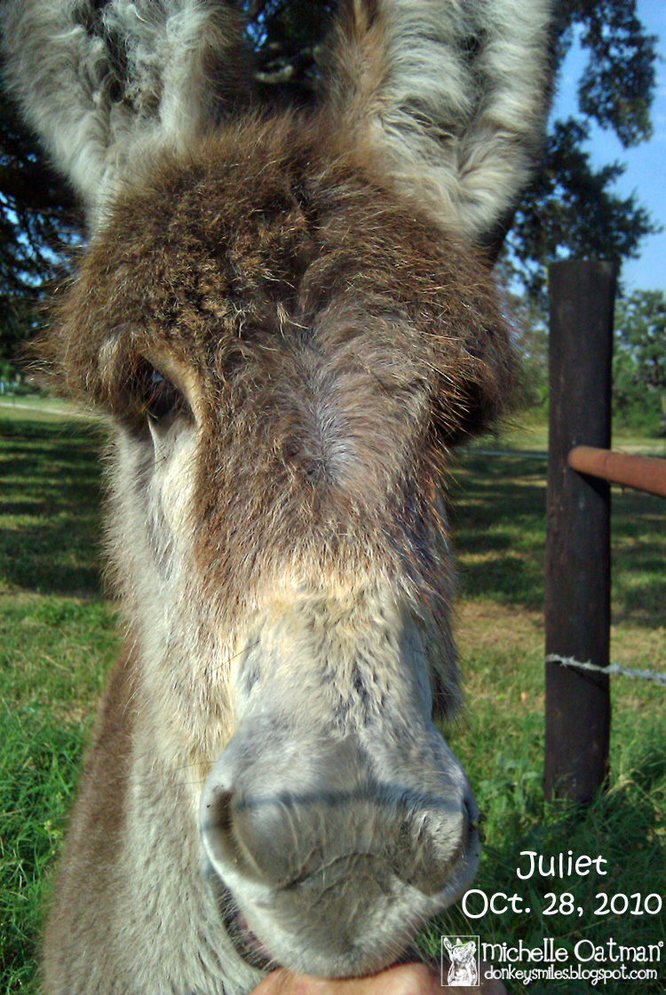 Donkey Animal Cracker