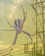 [Power+Web++by+Montana++Creative+Commons.jpg]