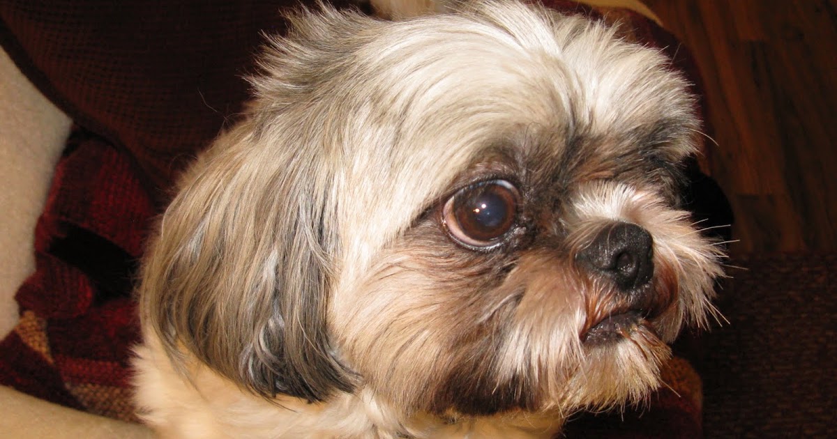 Foster Dog Tales Goopy eye experiment Day 1