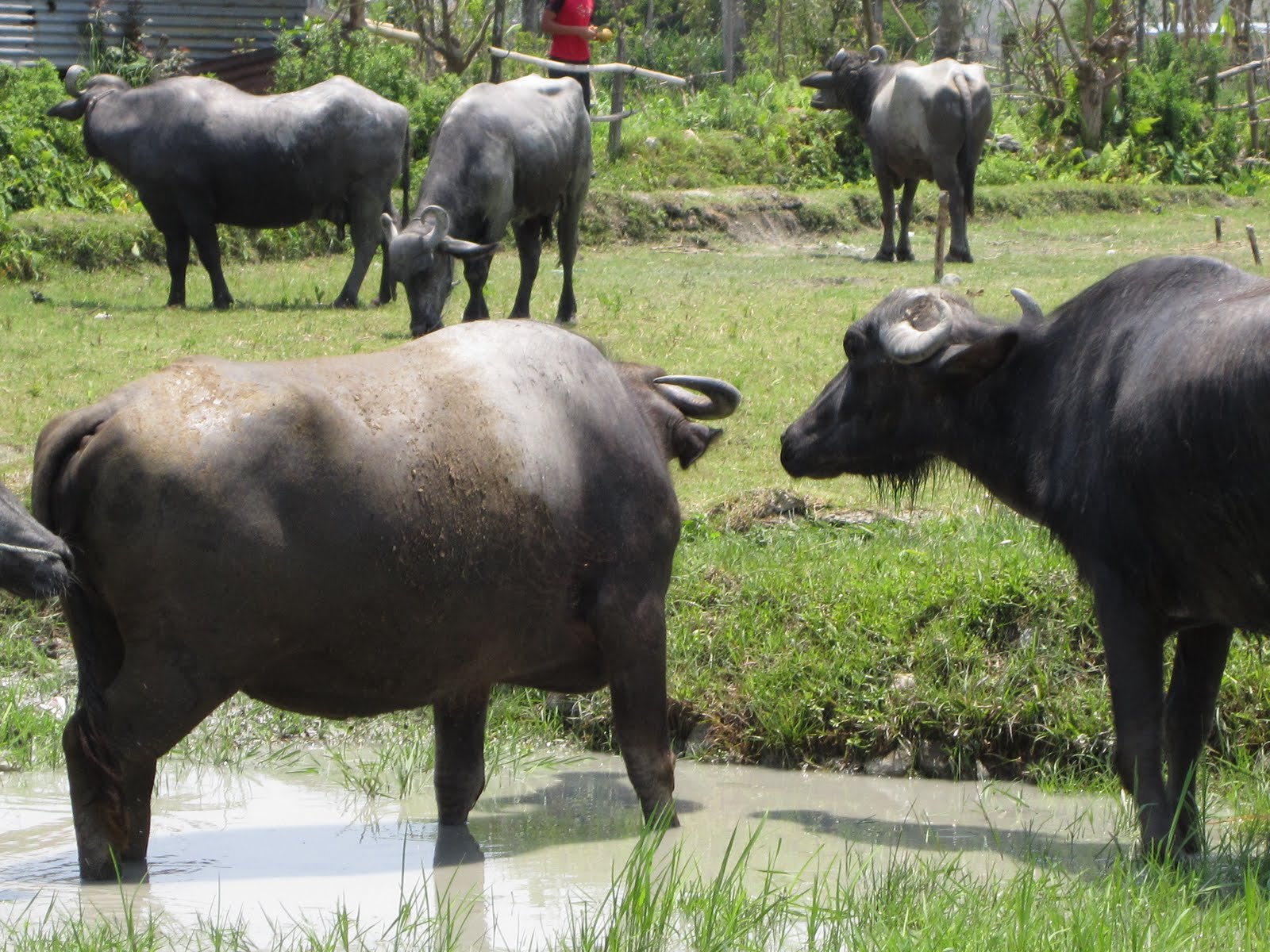 Deb's Search & Rescue Stories Nepal Update The Water Buffalo Days of Summer