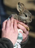 Endangered rabbits Endangered rabbits