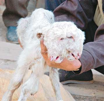 A two-headed lamb A two-headed lamb
