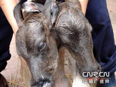 Newborn calf with two heads Newborn calf with two heads