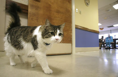 Oscar the cat Oscar the cat