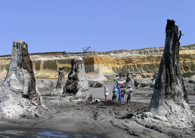 Fossilized Trees Rare Fossil Trees Found in Hungary