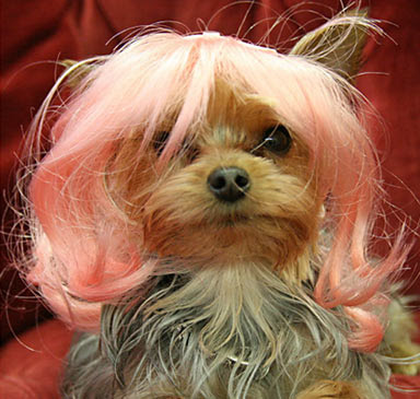 Designer wigs for dogs Designer wigs for dogs
