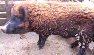 A pig with its own fleece A pig with its own fleece