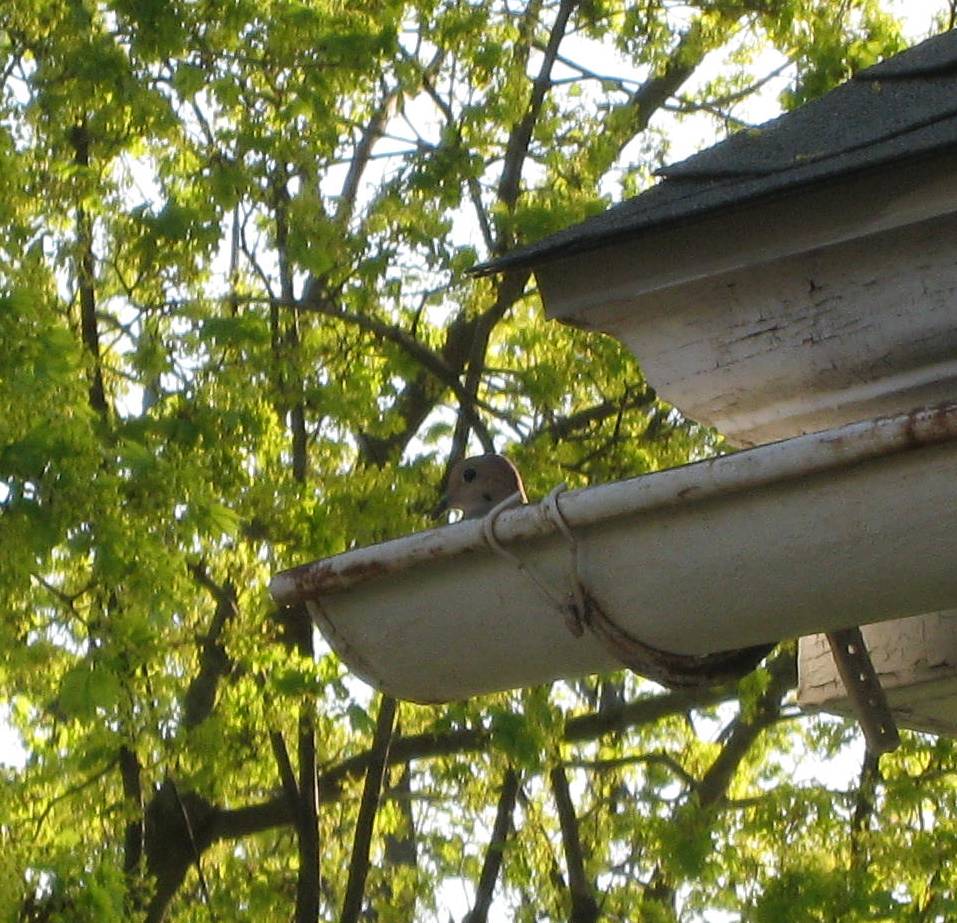 [mourning+dove+nest.jpg]