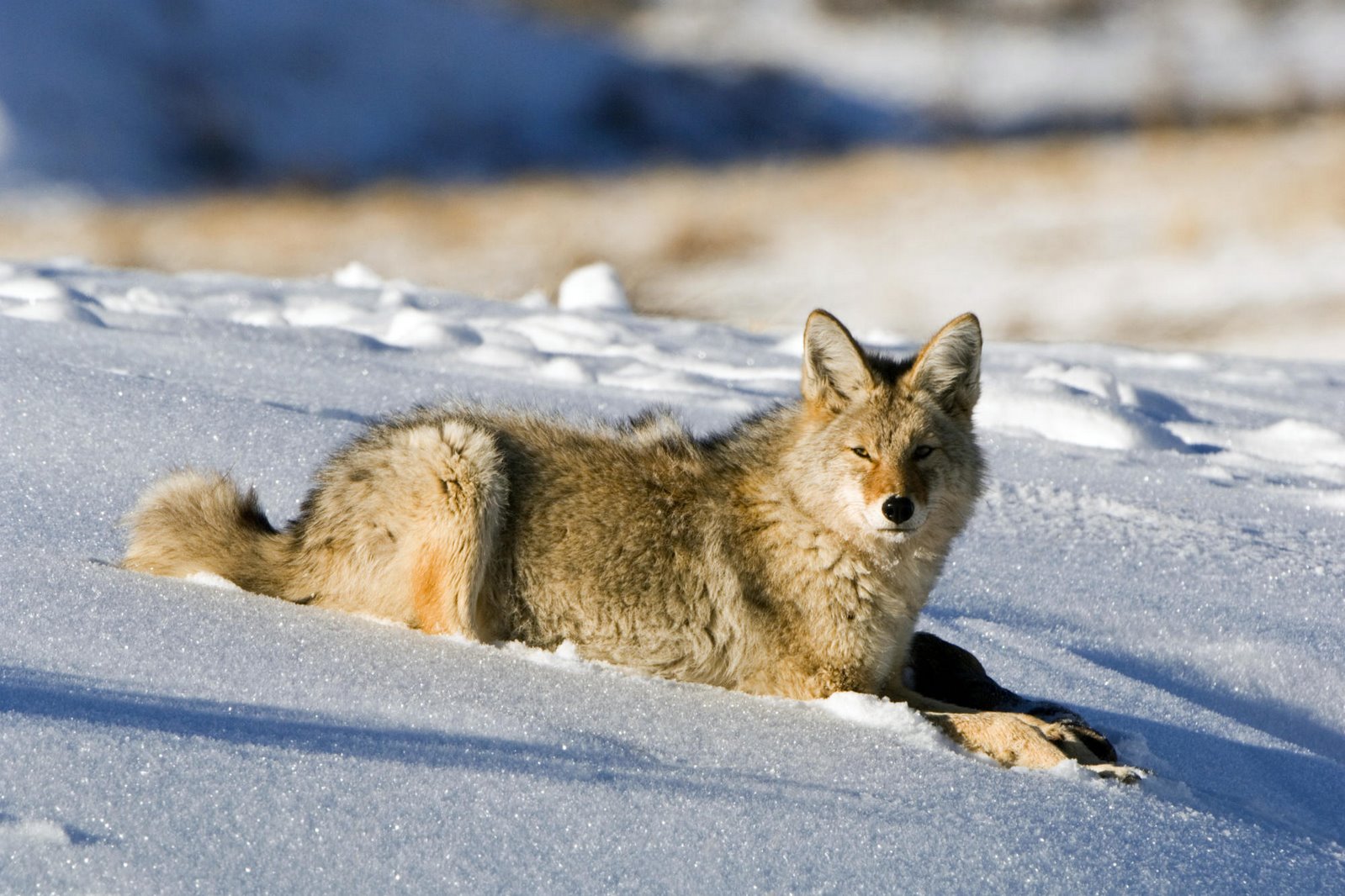 [Coyote,+Lamar+Valley,+Yellowstone+National+Park+©+Donald+Higgs.jpg]