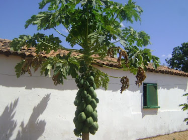 Mamoeiro