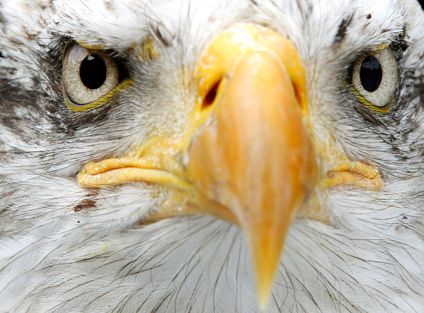 Bald eagle Sherkan