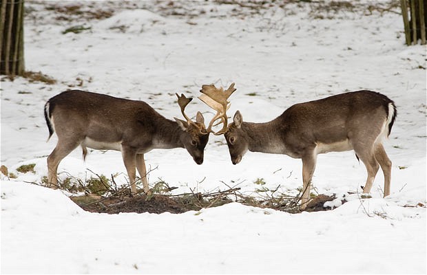 Picture of the Day-Fallow deer