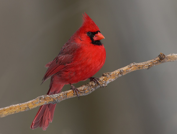 Cardinal and Blue Jay