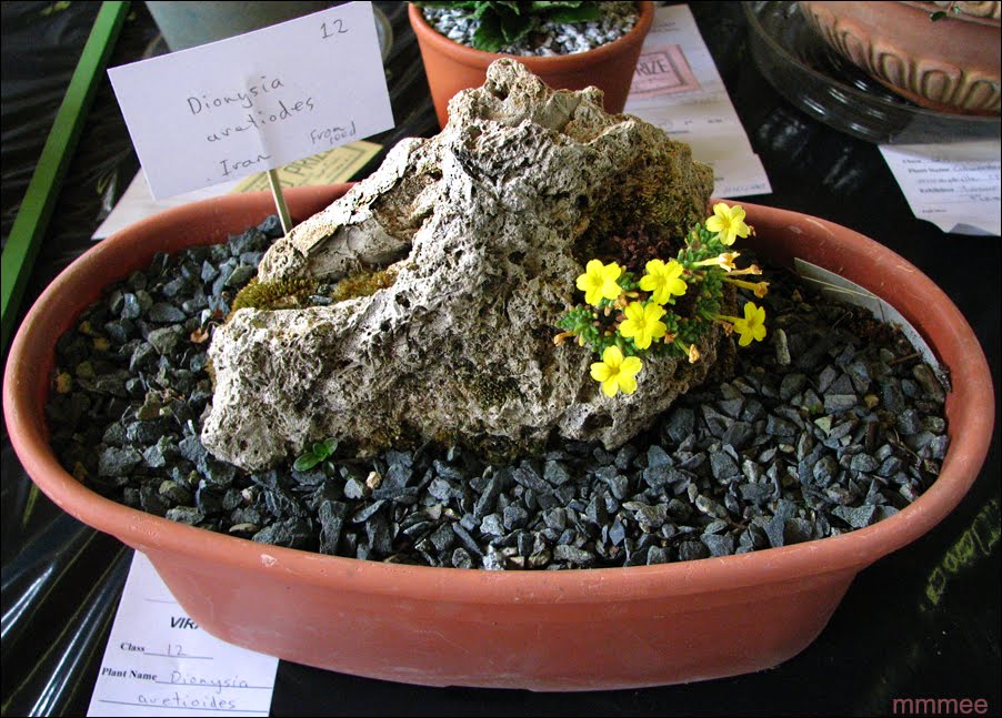 My Garden Vancouver Island Rock and Alpine Plant show and sale