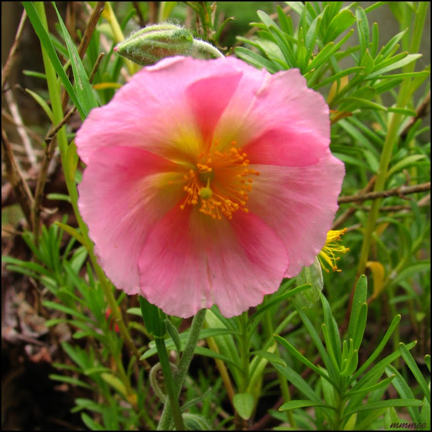 My Garden Gardening in Summer